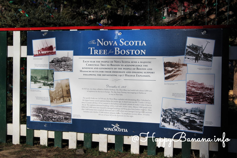 tree_for_boston_in_boston_common_board_2015