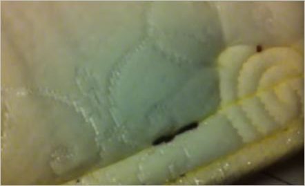 where-to-check_bedbug_in_hotel_mattress-3